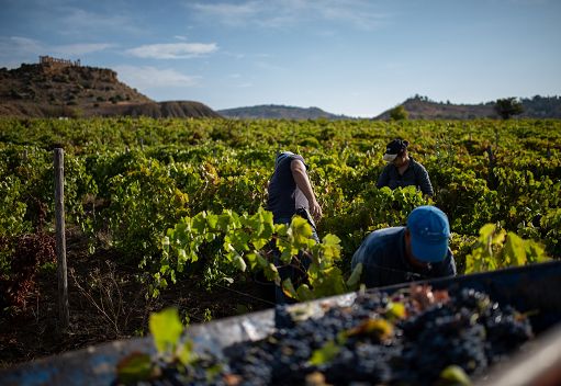 Chiude la vendemmia siciliana 2024: calo medio del 20% ma uve sane