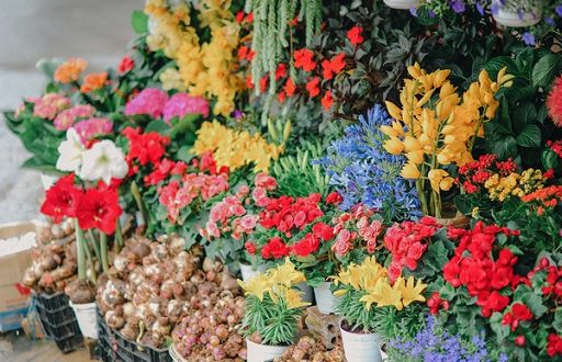 Il 15 novembre a Sanremo Coldiretti fa punto sulla floricoltura