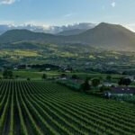 Vino, Consorzio del Sannio vara progetto “Sannio sustainability”