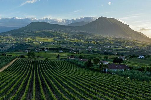 Vino, Consorzio del Sannio vara progetto “Sannio sustainability”