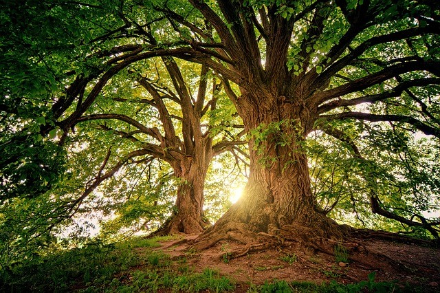 Coldiretti: bene rinvio applicazione Regolamento Europeo deforestazione