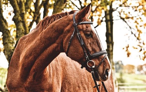 La Pietra: tagli lineari, come promesso, non riguardano l’ippica