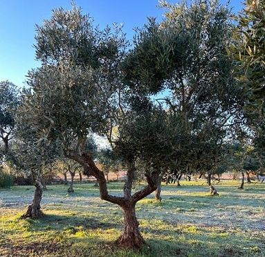 L’olio novello dell’azienda Castel di Guido ottiene l’Igp Roma